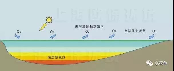 池塘底部为什么缺氧90养殖户不懂溶氧的分层