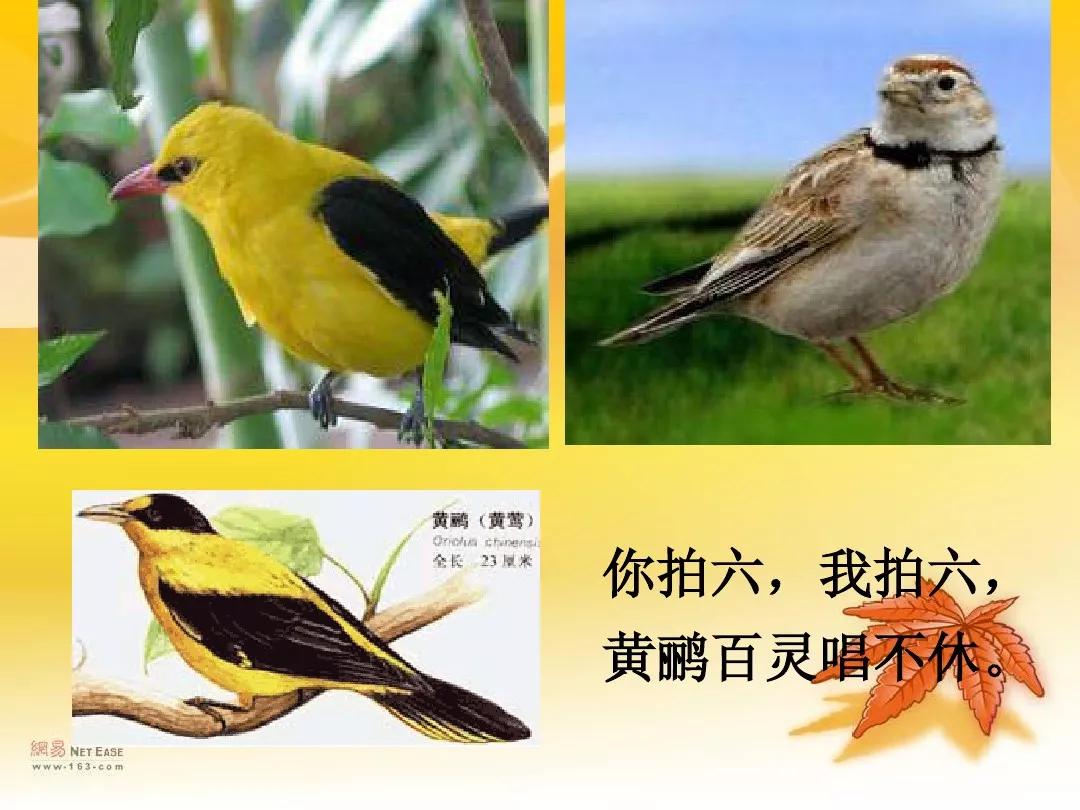 《拍手歌》课文解读 知识点梳理_动物