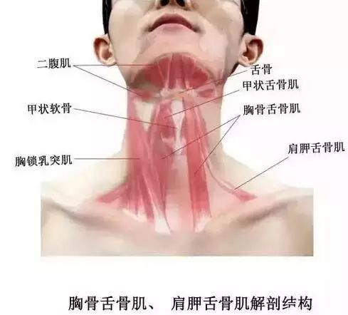 實用乾貨人體體表標誌定位與解剖含人體解剖圖