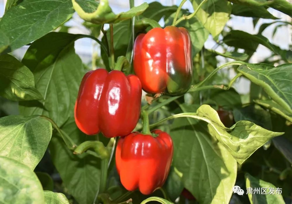 彩椒树彩椒种植玻璃温室里走进敦煌种业戈壁生态农业产业园色彩缤纷的