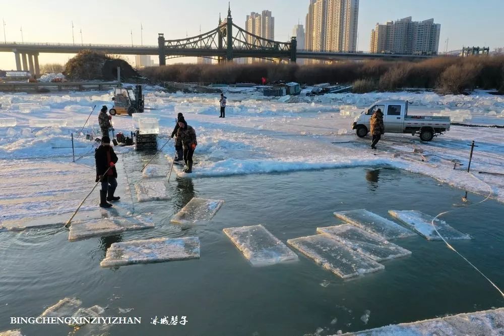 松花江上采冰忙今年哈尔滨冰雪大世界门票降价优惠多