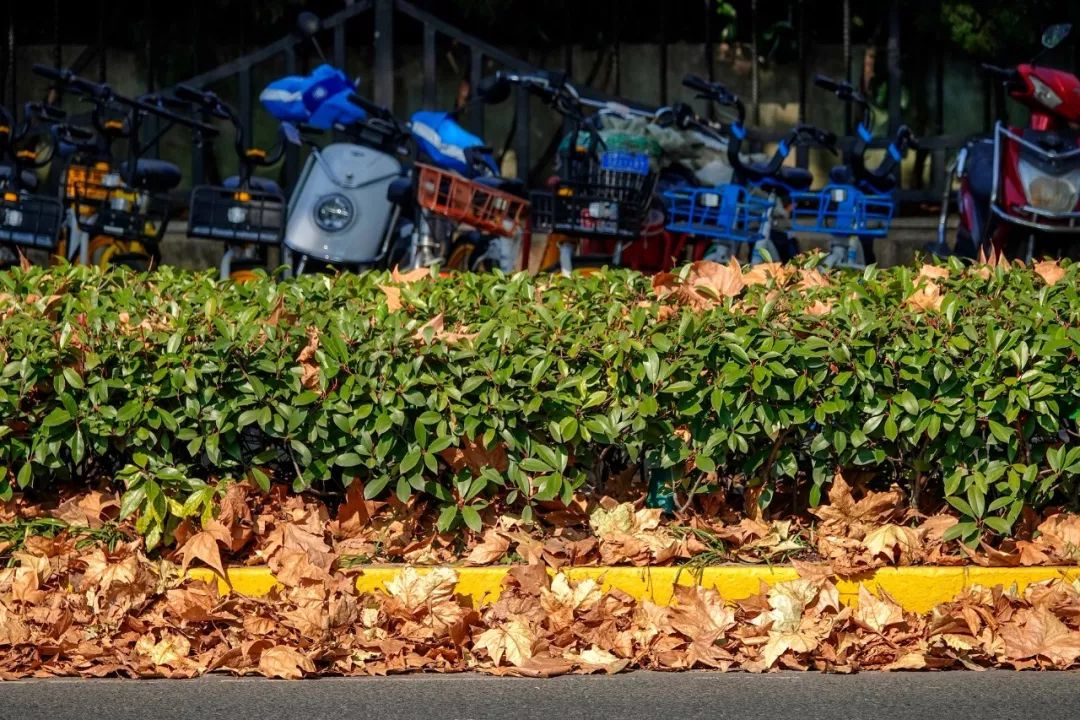 打卡攻略: 可乘坐地铁7号线到花木路站,或乘坐公交花木1路,746路等