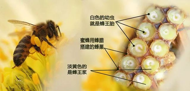 蜂王