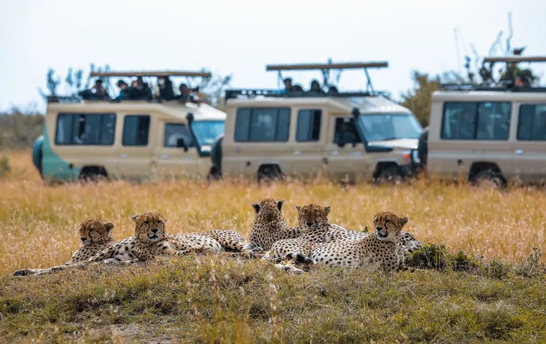 【行走天下】野性王国---肯尼亚