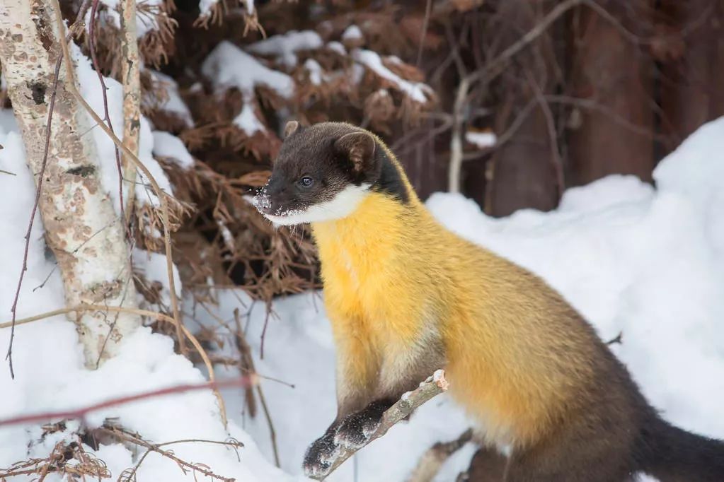 在东北你可以看到最社会的一种貂