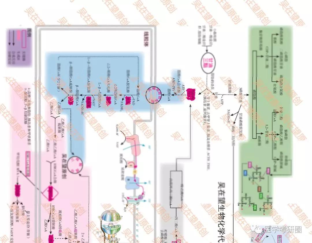 生化三大代谢图？太LOW了吧，看看 吴在望生化九大代谢全图_合成
