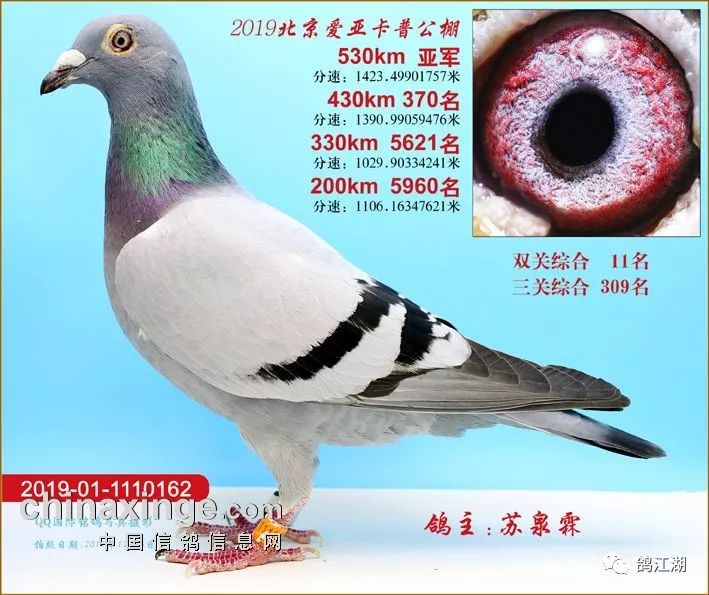 冠军狂揽800万北京爱亚卡普决赛前100名奖鸽欣赏