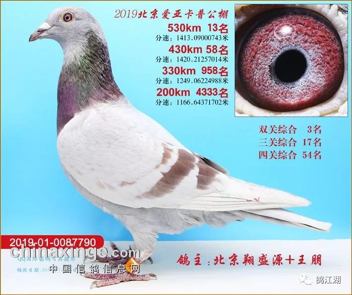冠军狂揽800万北京爱亚卡普决赛前100名奖鸽欣赏
