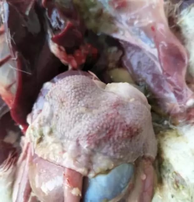 发现小鹅出现黄绿稀便发烧解析鹅副粘病毒病症状及防治措施有哪些