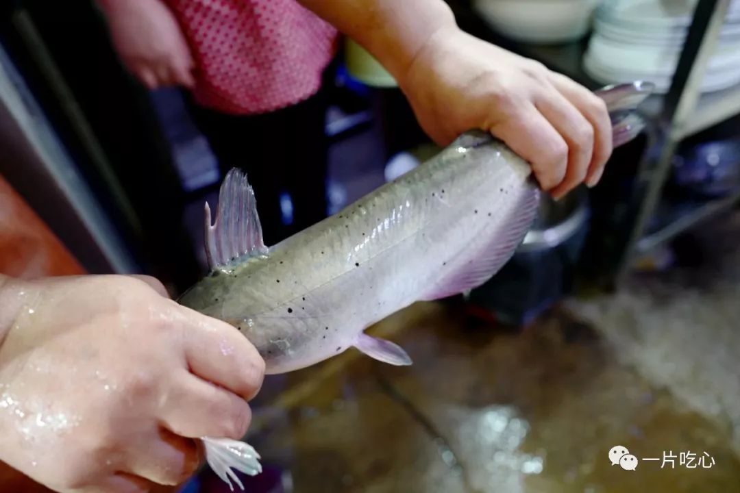 有草鱼和鲤鱼,但是我们选了进阶的剑骨鱼,58一斤,小弟喊我去后厨看鱼