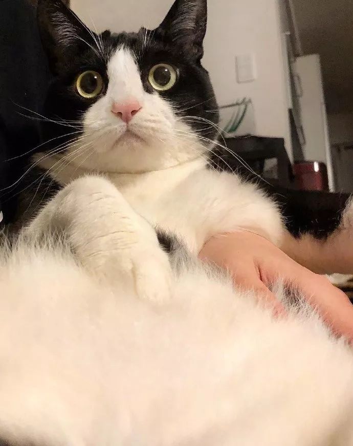 这只奶牛猫因为表情过于憨憨,火遍全网!