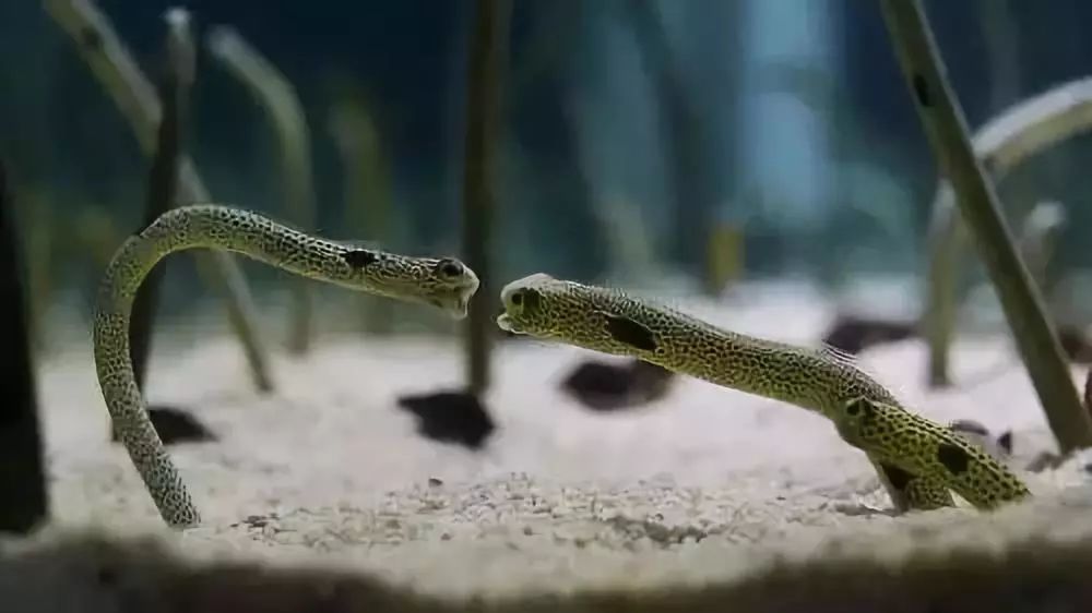 海洋科普943花园鳗