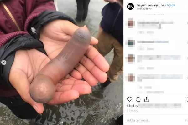 长相很猥琐美国海滩惊见不明生物经考证原来是青岛名菜