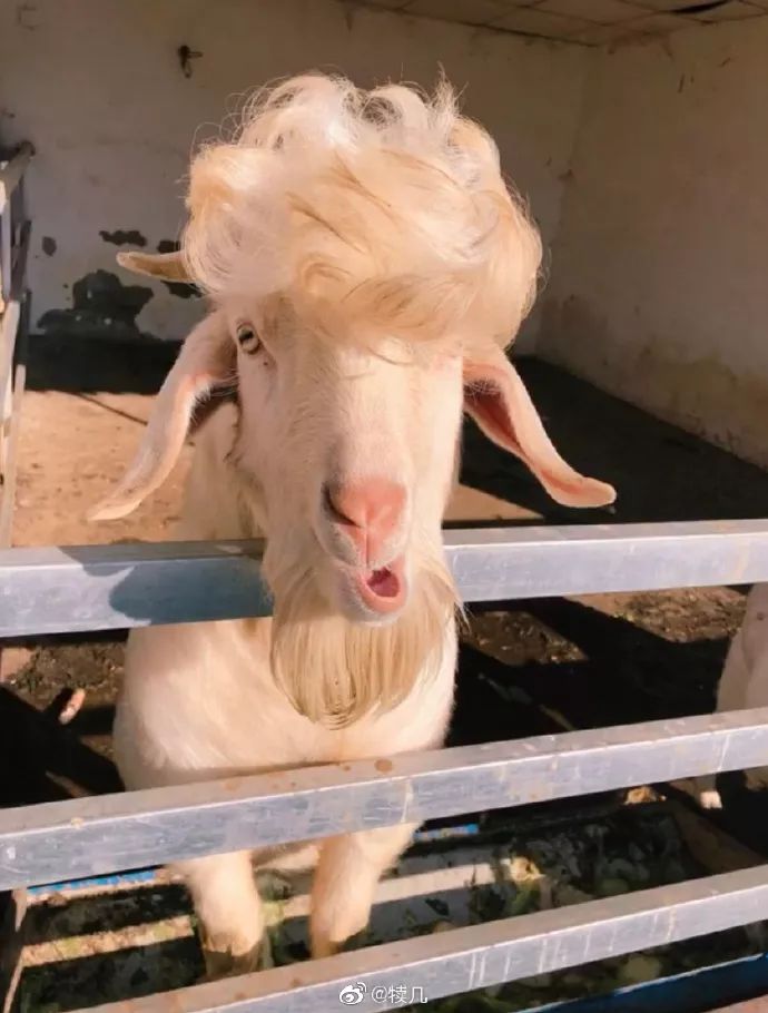 躲在被窝里看手机偷笑这张图就是现在我了哈哈哈哈哈打鱼晒网昨天