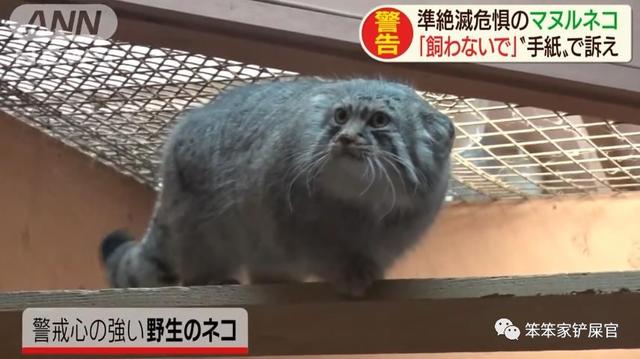 全球最凶狠的猫,却受到人类的热捧,网友表示:放它一条生路吧_猫咪