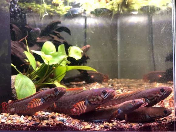 鱼友分享七彩雷龙大体型育成及发色经验涨姿势