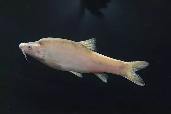 金鲥鱼图片