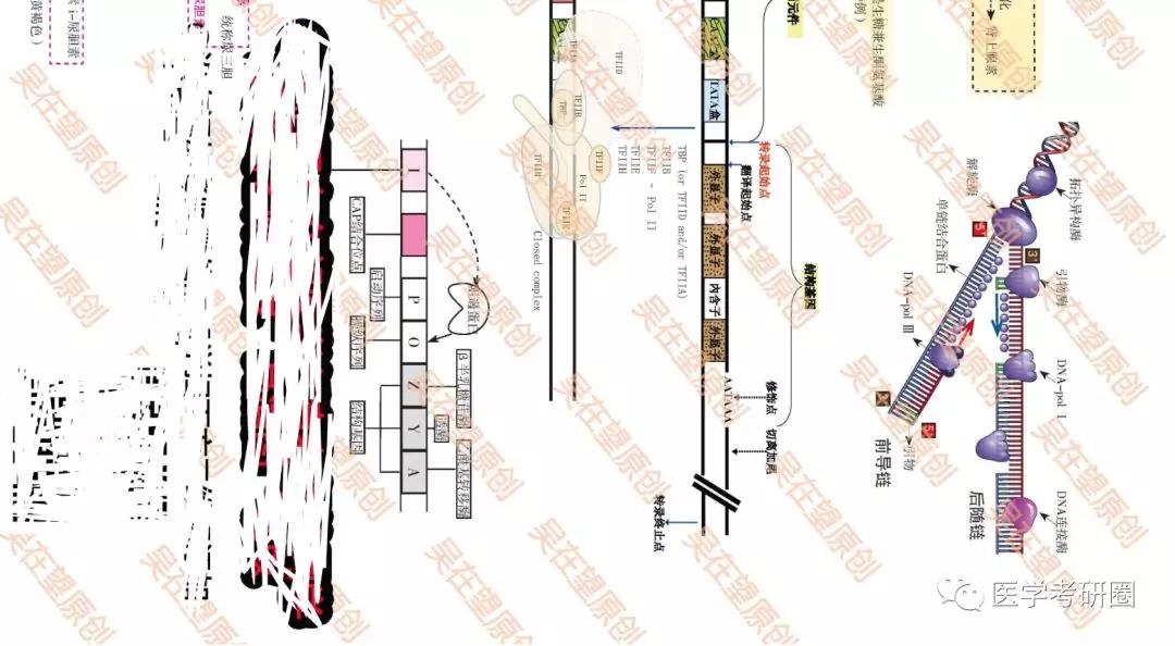 生化三大代谢图？太LOW了吧，看看 吴在望生化九大代谢全图-搜狐大视野-搜狐新闻