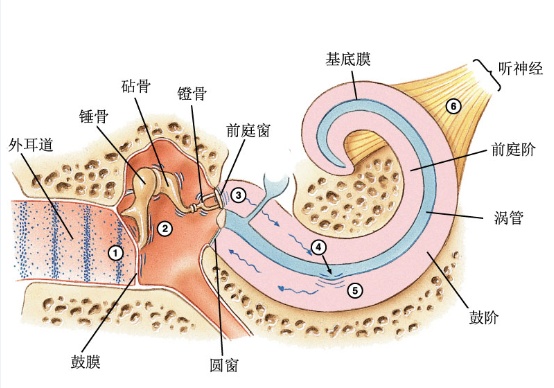 声音从外耳道经听骨链传至内耳前庭窗,悬浮在耳蜗内的基底膜剪切运动