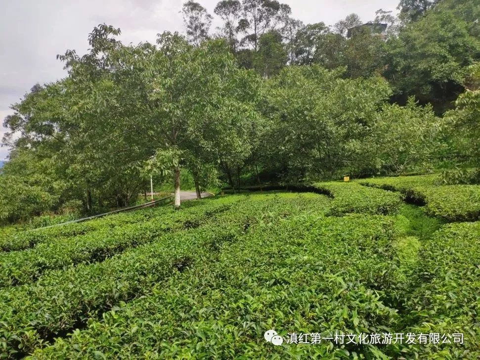 村还有一个别称——中国滇红第一村,我们驰名中外的滇红茶就诞生于此!