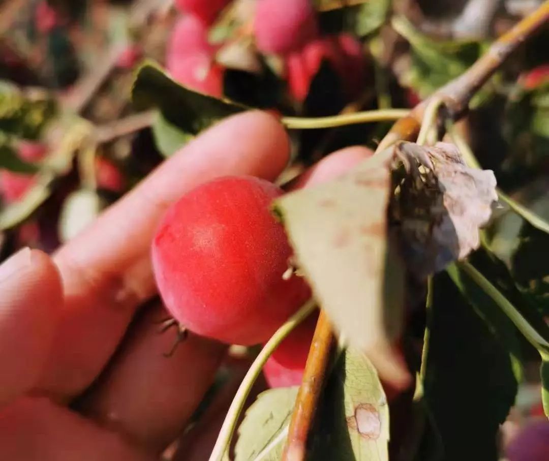 产地食材▎锁鲜海棠冻果阳光下的好果子