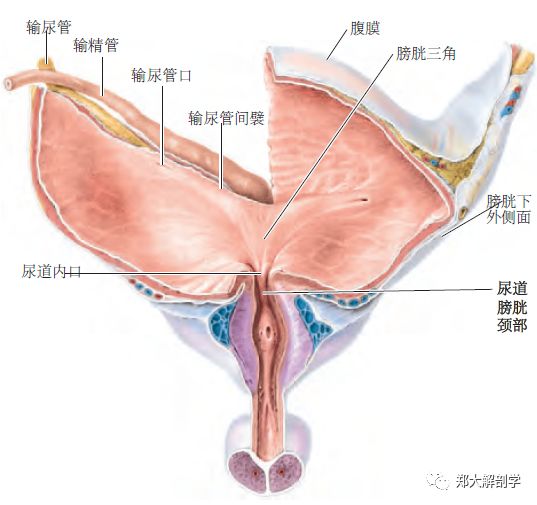 膀胱侧面解剖图图片