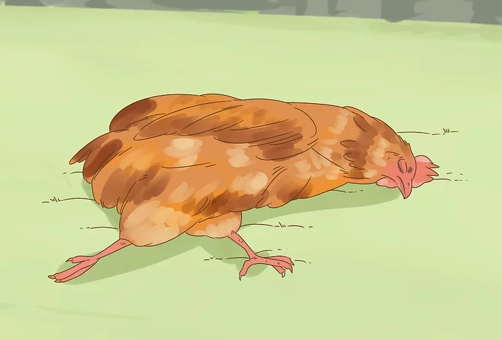 养鸡技术鸡肝脏疾病最全分类及鉴别方法建议收藏