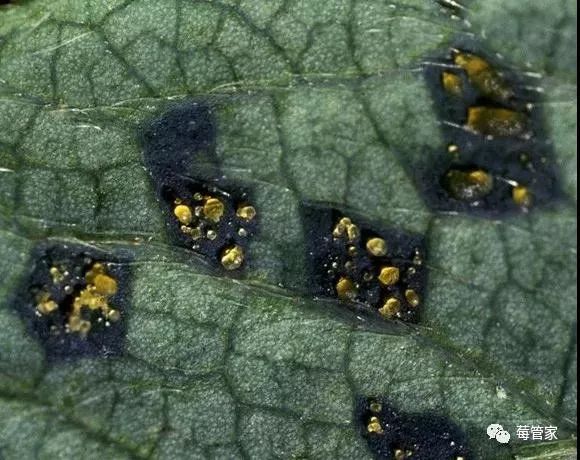 深度剖析草莓空心病