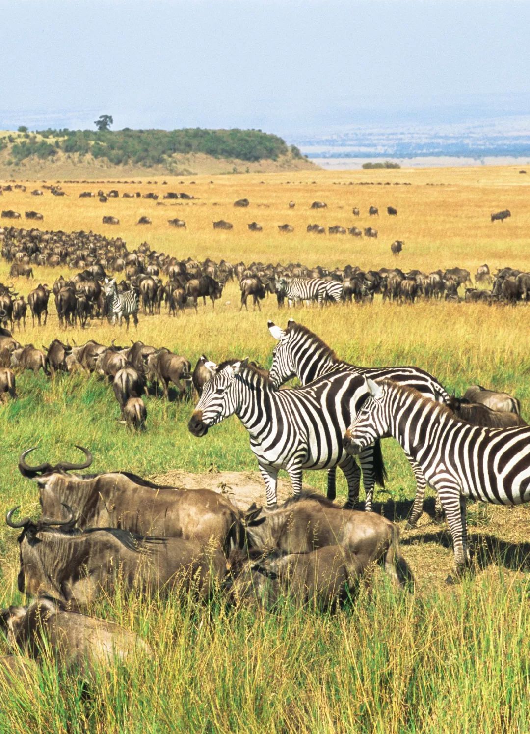 【行走天下】野性王国---肯尼亚