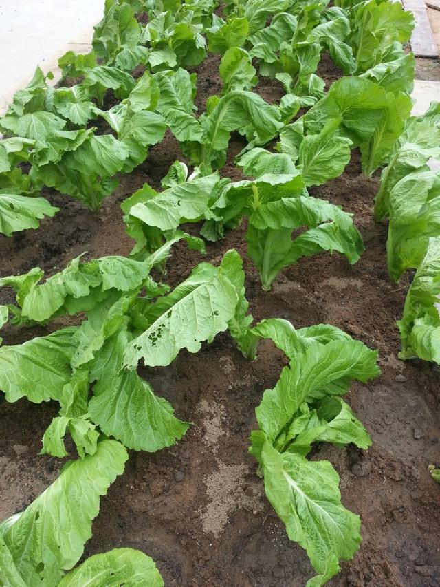 女性每周吃三次,便秘消失了,血管不堵了,腰围更细了_芥菜