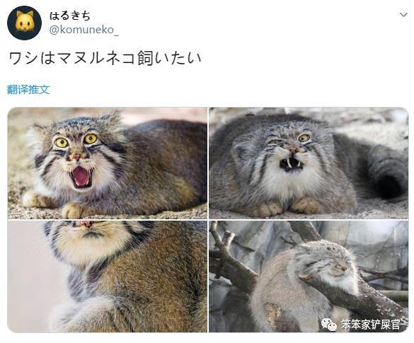全球最凶狠的猫,却受到人类的热捧,网友表示:放它一条生路吧_猫咪
