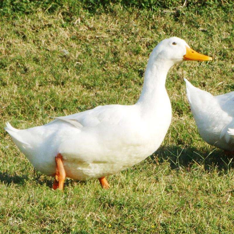 肉鸭的饲料分类及选择以及肉鸭的营养需要