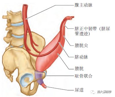 膀胱在腹膜外脂肪组织中有较大的活动性,但在膀胱颈处由于有耻骨前列
