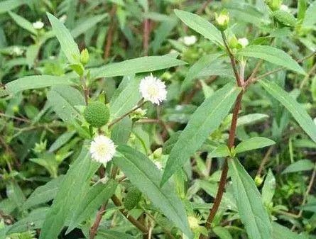 旱莲草,黑墨草,野葵花,烂脚草,水旱莲,莲子草,白花蟛蜞草,白花磨琪草