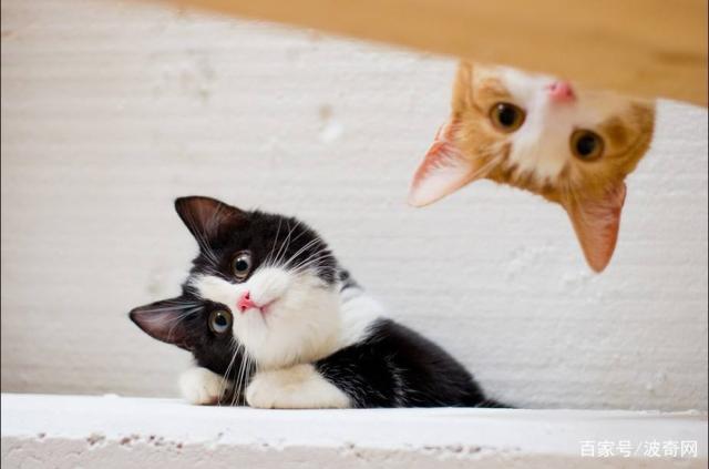 猫咪的尾巴会说话?带你解读8种猫尾形态的小秘密_预备