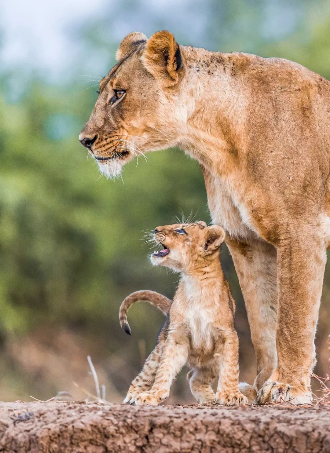 【行走天下】野性王国---肯尼亚