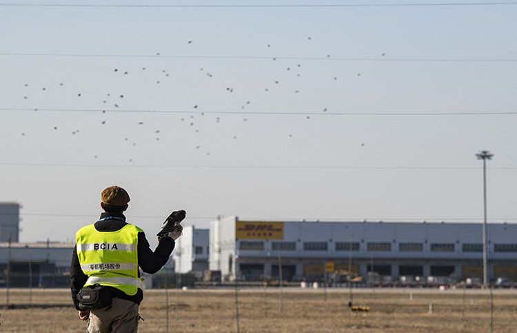 驱鸟师观察到跑道尽头有一群麻雀飞过,准备带着雀鹰进行驱赶