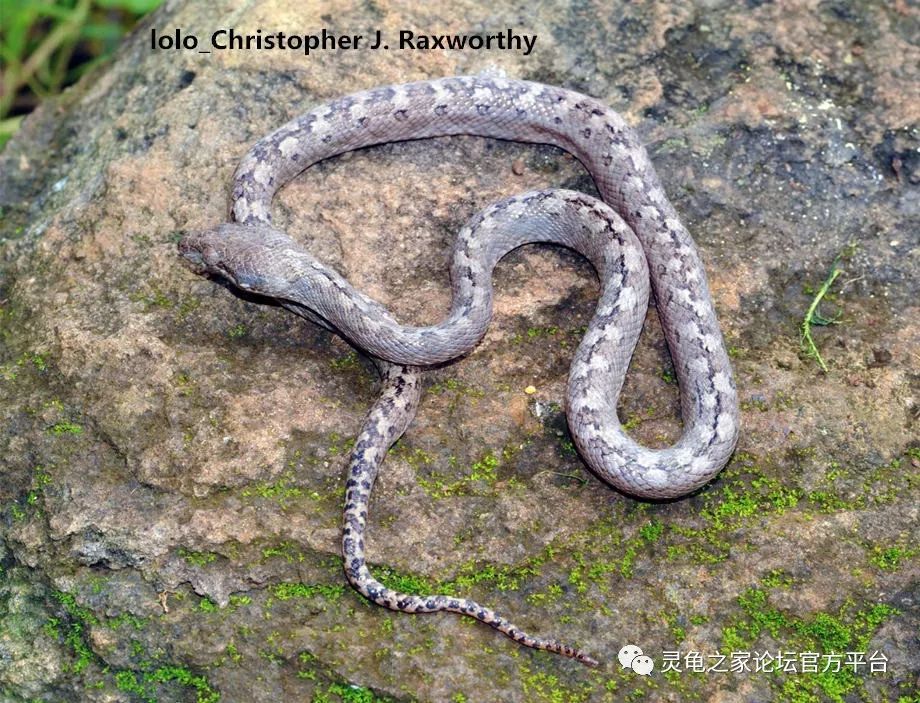 colubrinus315,马达加斯加猫眼蛇acrantophis dumerili314,杜梅里尔蚺