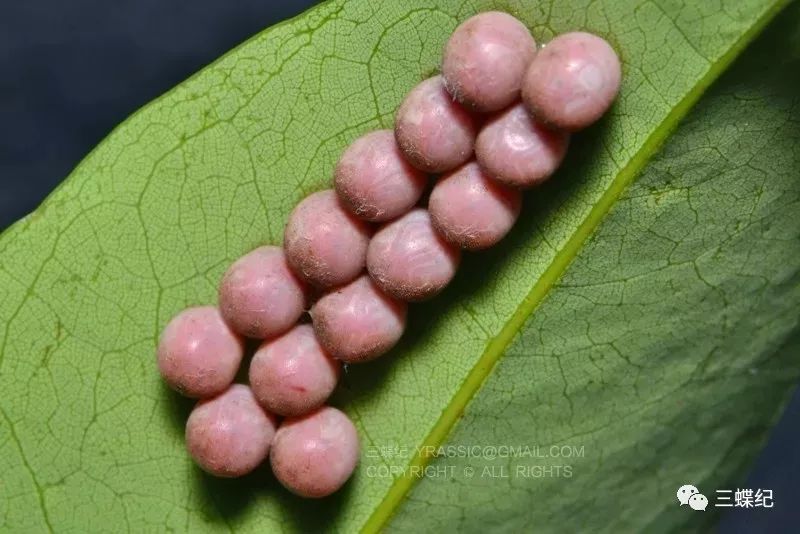 荔枝椿象虫卵图片