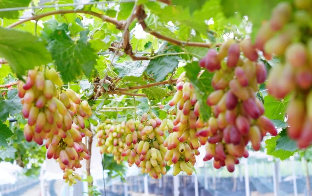 草莓红了!顺德及周边摘果地图出炉,快来享受"莓"好时光