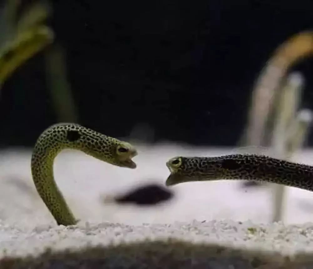 海洋科普943花园鳗