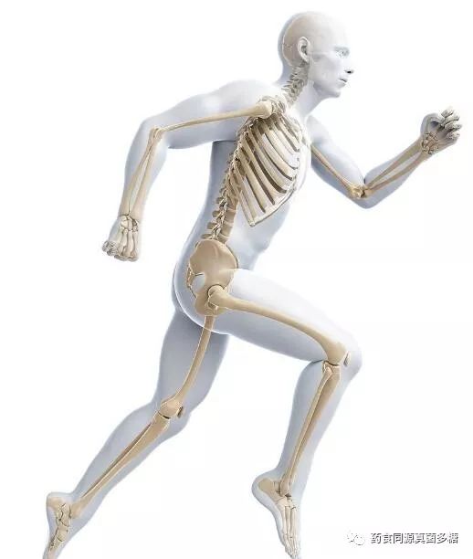 强健骨骼补钙就够了老人补钙吃什么好