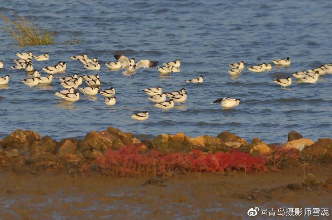 静谧悠然,烟波浩渺,冬日不能错过这些高颜值湿地!