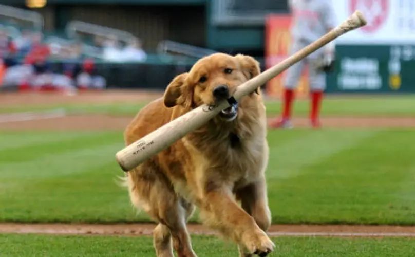 狗子拿棒球棒表情包图片