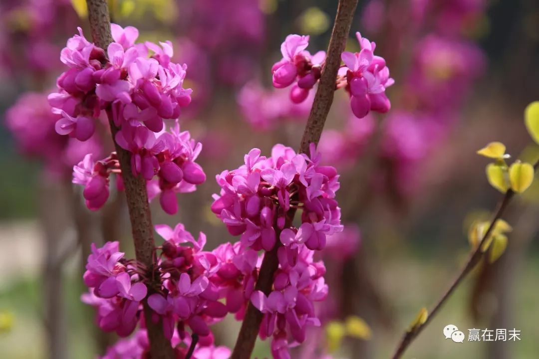 假如我的一生,只有一天的时间_夜莺