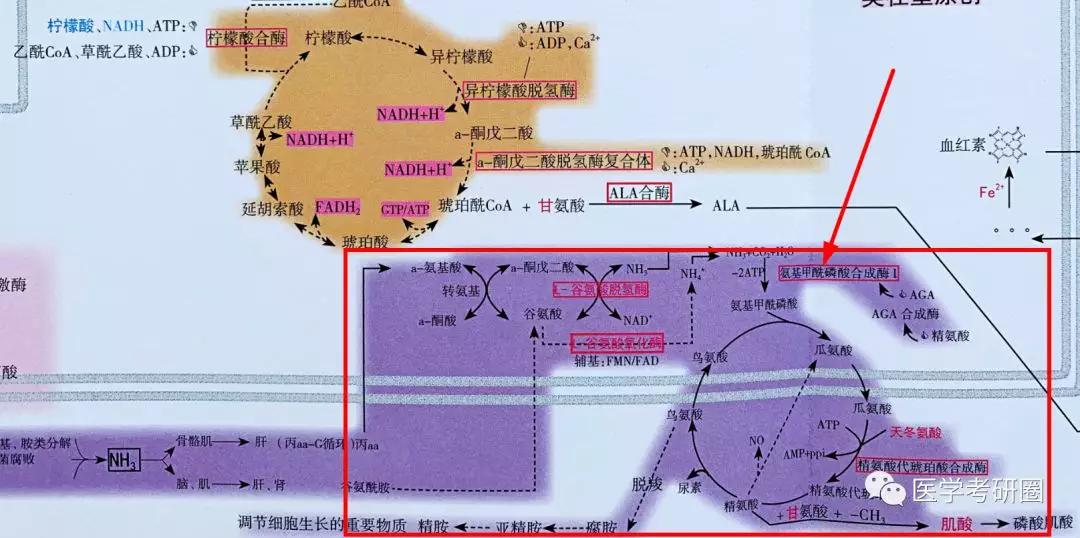 生化三大代谢图?太low了吧,看看 吴在望生化九大代谢全图