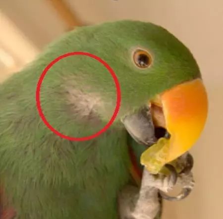 最重女轻男鹦鹉甚至会杀死子女中的雄性幼鸟它就是