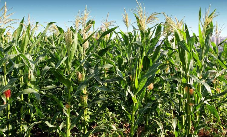原创农民种植玉米,成熟期做好3点管理,产量增加,玉米提前成熟5-6天