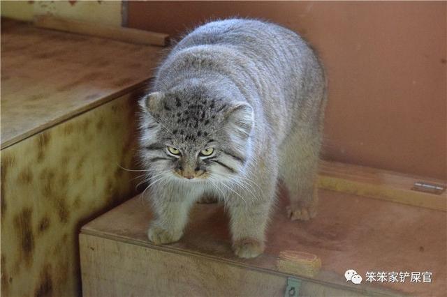 全球最凶狠的猫,却受到人类的热捧,网友表示:放它一条生路吧_猫咪