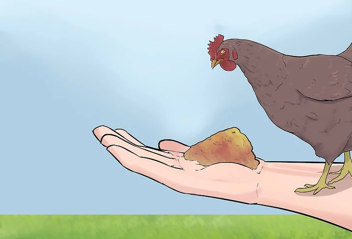 养鸡技术鸡肝脏疾病最全分类及鉴别方法建议收藏